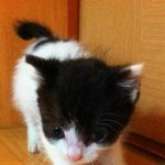 사랑스러운 <b>모리</b>를 소개합니다^♥^ (스압주의)