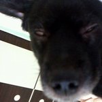 사람인지 개인지 구분할줄 알아요(사진有임스<b>본드</b>)