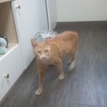 동물병원에서 창문으로 뛰쳐나간 우리 꽁치를 찾아주세요 도와주세요