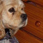 강아지를 차로 치어놓고 합의 했는데 나중에 와서 <b>발뺌</b>..