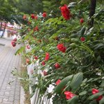 생각치도 못한 사람에게 <b>장미</b>받은 1人