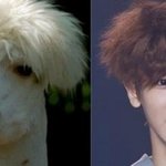 <b>박찬열</b> 닮은꼴