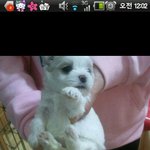 강아지, 걸어다니는 인형! <b>생후</b> 48일된 100% 말티즈 책임분양합니다...