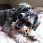 ☆★강아지를 찾습니다 제발 한번만 봐주세요☆★ 추가: 제보가 하나...