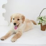 (2탄♥) 귀요미 골든리트리버 <b>보리</b>♥