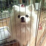 ★수정<사진有>미용하고 미모가 터진 우리 <b>진주</b>★