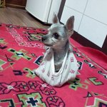 혹시... <b>청주</b>에서 이런 강아지 본 적 있으신가요..ㅜ