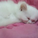 ★우리집 땅꼬를 소개합니당★ 애묘인들컴온컴온