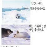 <b>하프</b>물범 이야기(한번만 꼭 봐주세요)