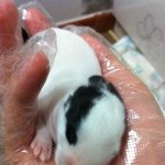 (수정)12일된 아가 토끼들이예요~~