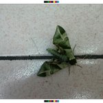 우리나라에이런<b>나방</b>이있었다니