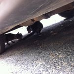 초보캣맘인데 원룸주인부부께 감사드려요+길고양이 정보