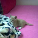 ♥사자돋는 우리 냥이♥