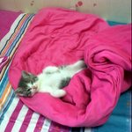 우리집 기절고양이 넘버2