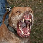 귀요미 핏불테리어의 성장기!!