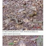 <b>뱀</b>을 공격 하는 다람쥐