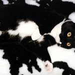 고양이들의 신기한 <b>위장</b>술 모음