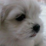 봉구 봉구 <b>내사</b>랑 봉구 >___________________<