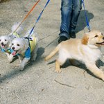 (3탄♥) <b>한때</b> 귀여웠던 골든리트리버 개보리♥