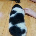 ★☆★한달간 짧았고도 길게 있었던 깜돌이★☆★