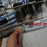 (사진有) 2탄 !! ★ 미친존재감 요크셔테리어 똘이 ★