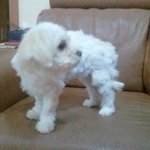 우리<b>집</b>에 없으면안될 미친존재감 사랑이ㅋㅋㅋㅋㅋ