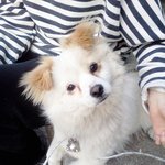 사진有 (도와주세요) <b>차도</b>강의 시크한 기다림