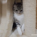 ※유봉이 앙즈17판!! 부엉이 고양이와 웃는 고양이 시즌2※