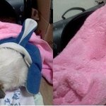 유기견이었던 우리 훈녀를 만난지 1년이 넘었어요. 부제)최고의 봉사는...