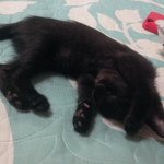 우리집 고양이 봄이랑 하루를 소개합니다 '-' <b>미묘</b>인증사진有 ♡