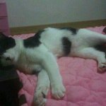 [추가사진多]베개왕자 까미[사진有[