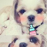 10년넘게  키우던강아지를 잃어버렸어요 ㅠㅠ