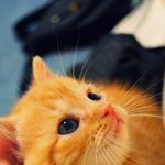 <b>첫날</b>의 아기고양이 여름이