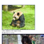 <b>대륙</b>의 동물원