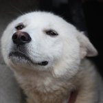 풍산개가 낳은 새끼들을 소개합니다!