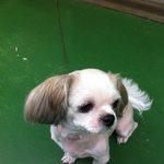 월평동 유기견 재유기한 뷰티샵 아저씨!(<b>cctv</b> 발견했으나...)