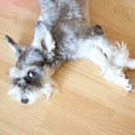 ★스압주의!! 귀염터지는우리집<b>다섯</b>마리애기들^^