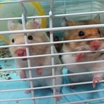 ★몸개그 <b>작렬</b>!!  귀여운 우리집 햄스터들!