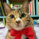 스토리도 재미도 없는 고양이 판  [눈빛편/ <b>사진o</b>]