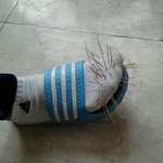 ★★★고슴도치로 <b>진화</b>중입니다★★★