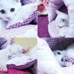 ┗★☆내 삶의 활력소♥야옹이님 밍크크☆★┛