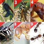 과학자가 직접 체험한 벌레 독침 톱 10은?