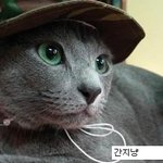 재미있는 고양이 <b>짤방</b> 시리즈.jpg