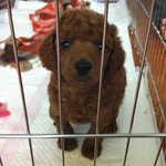 ★★★3대천사견 푸들? 우리집 멍멍이는 푸들이 아니였나?????★★★