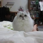 ★☆★그녀는 개인가 고양이인가☆★☆