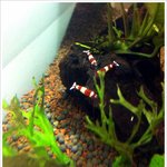 애완새우~  레드킹콩과 터키옥에 빠져보세요.