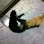 길고양이 !!!!!