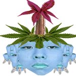 <b>대마</b>짤 계속간다
