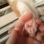 [귀염<b>터짐</b>]☆★우리호두를소개합니다★☆