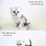 무료<b>분양</b> 고양이의 주인이 되어보세요!!